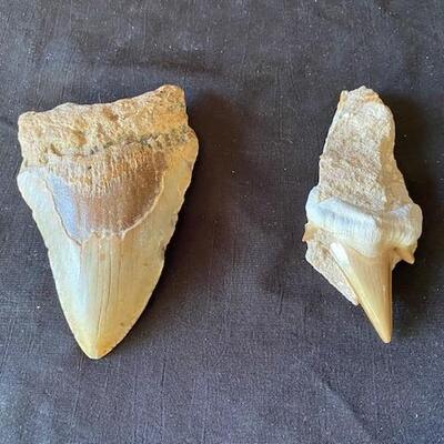 LOT#W176: Megalodon Tooth Lot #3