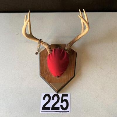 LOT#W225: 6 Point Antler Mount with Tag