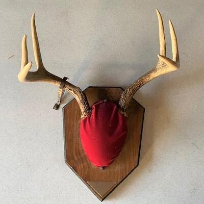 LOT#W225: 6 Point Antler Mount with Tag
