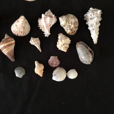 Lot 33 - Collection of Shells