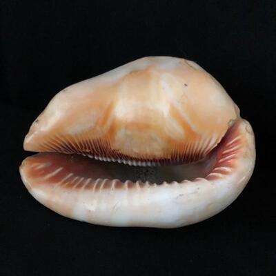 Lot 33 - Collection of Shells