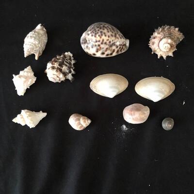 Lot 33 - Collection of Shells