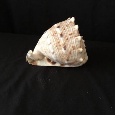 Lot 33 - Collection of Shells