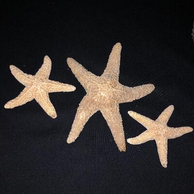 Lot 33 - Collection of Shells
