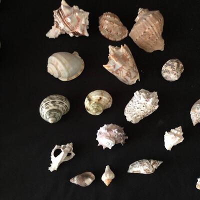 Lot 33 - Collection of Shells