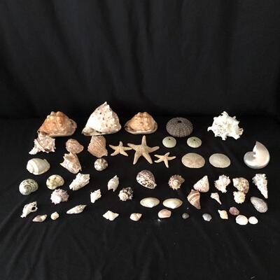 Lot 33 - Collection of Shells
