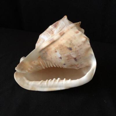 Lot 33 - Collection of Shells