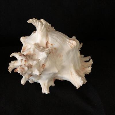 Lot 33 - Collection of Shells