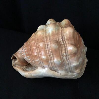 Lot 33 - Collection of Shells