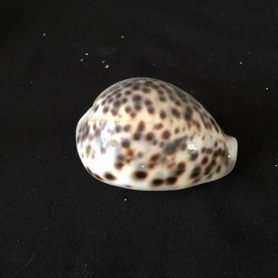 Lot 33 - Collection of Shells