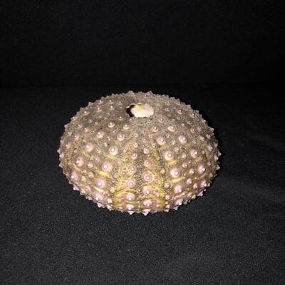 Lot 33 - Collection of Shells