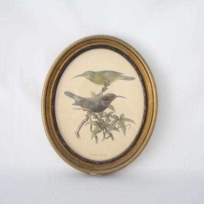Lot #139: Cinnyris Superbus Bird Framed Printed Art 