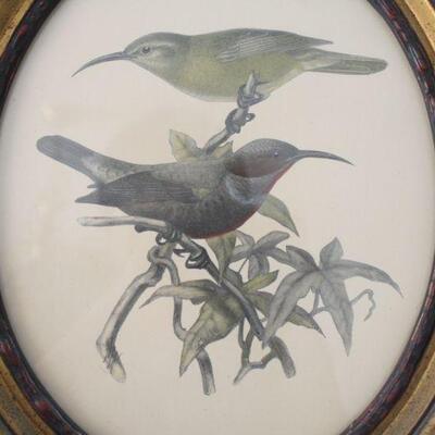 Lot #139: Cinnyris Superbus Bird Framed Printed Art 
