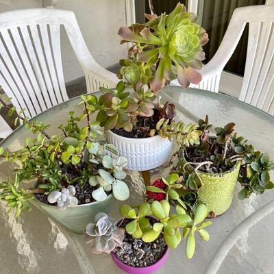 Lot 193  Group of Potted Succulents 