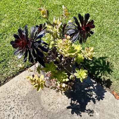 Lot 195  Mixed Variety Potted Succulents in 9" Pot