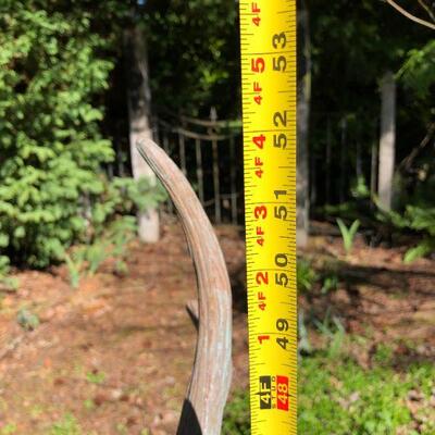 Beautiful Metal Buck Deer Yard Statue 52 Inches Tall