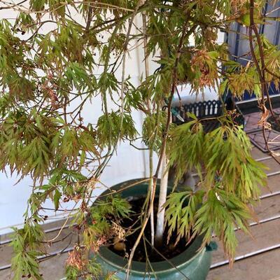 Beautiful Green Ceramic Planter Pot with Maple Tree