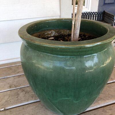 Beautiful Green Ceramic Planter Pot with Maple Tree