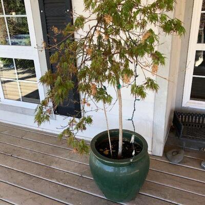 Beautiful Green Ceramic Planter Pot with Maple Tree