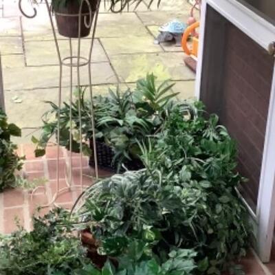 O - 307. Faux Plant Lot 