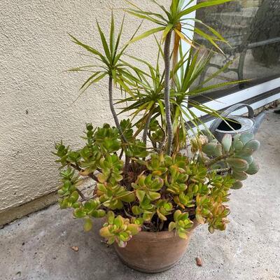 Large potted plant in terra cotta pot