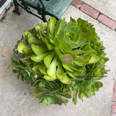 Pair of large potted plants in green ceramic pots