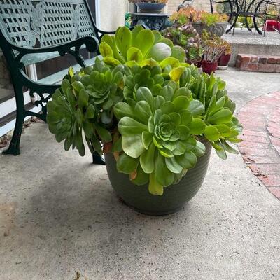 Pair of large potted plants in green ceramic pots