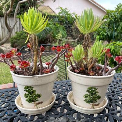 2 potted plants in ceramic pots with drip trays 