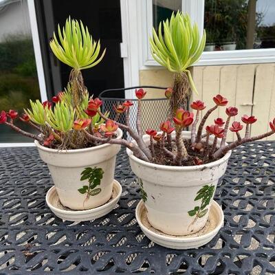 2 potted plants in ceramic pots with drip trays 