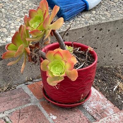 Red ceramic pot with succulent 