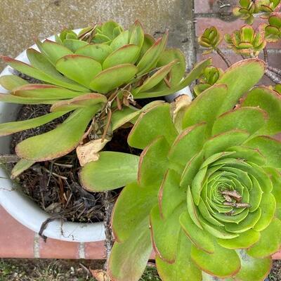 Potted Succulents in White Ceramic Pot