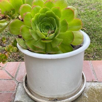 Potted Succulents in White Ceramic Pot