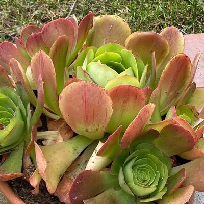 Shallow Terra Cotta Pot of Succulents