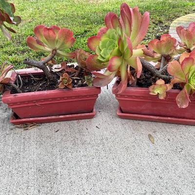 Matching Red Ceramic Planters with Succulents