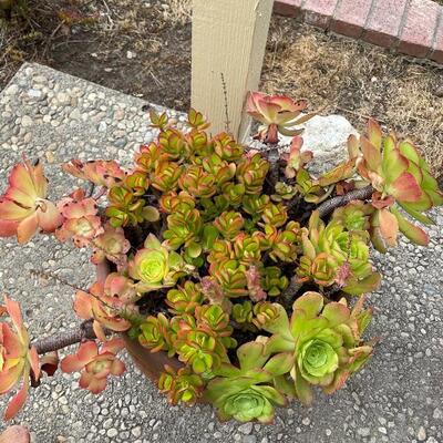 Potted succulent and terra-cotta pot