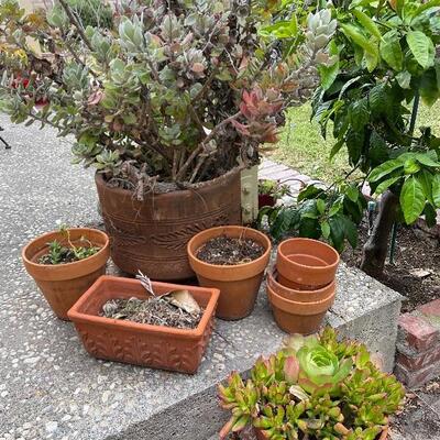 Succulent and Small Pot Lot