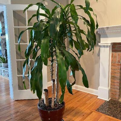 Lot 32 - Live Corn Plant