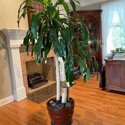 Lot 32 - Live Corn Plant