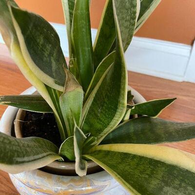 Lot 38 - Live Snake Plant