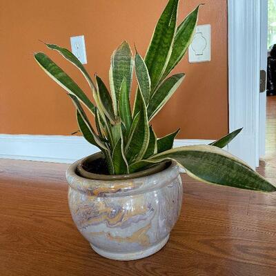 Lot 38 - Live Snake Plant
