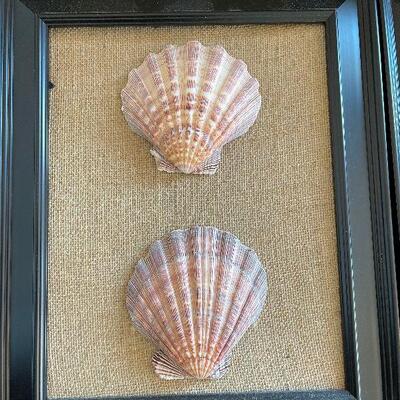 Lot 65 - Set of Framed Shells Wall Art