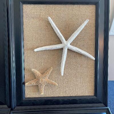 Lot 65 - Set of Framed Shells Wall Art
