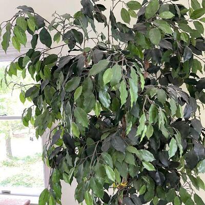Lot 141 - Large Faux Ficus Tree