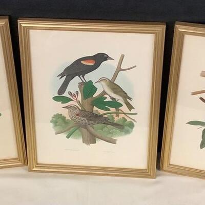 B1055 Set of Three Framed Bird Prints