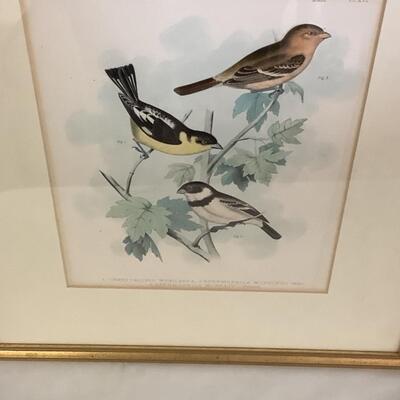 B1056 Pair of Naturalist Bird Prints 