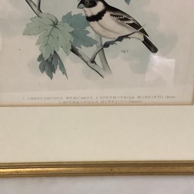 B1056 Pair of Naturalist Bird Prints 