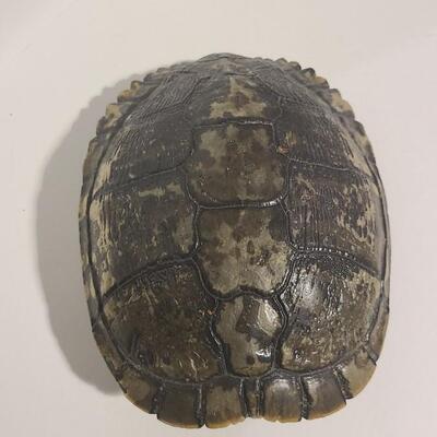 Real Turtle Shell -Item# 451