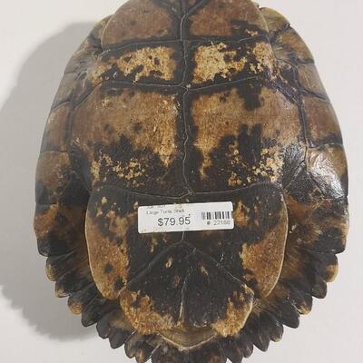Real Turtle Shell -Item# 451