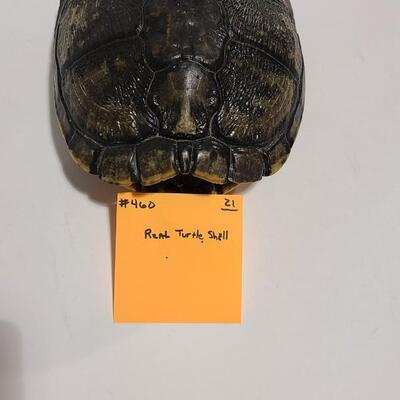 Real Turtle Shell -Item# 460