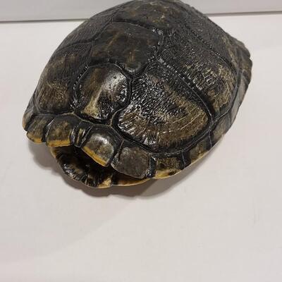 Real Turtle Shell -Item# 460